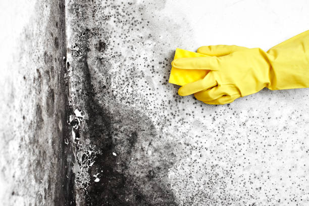 Best Black Mold Remediation in Hillsboro, MO