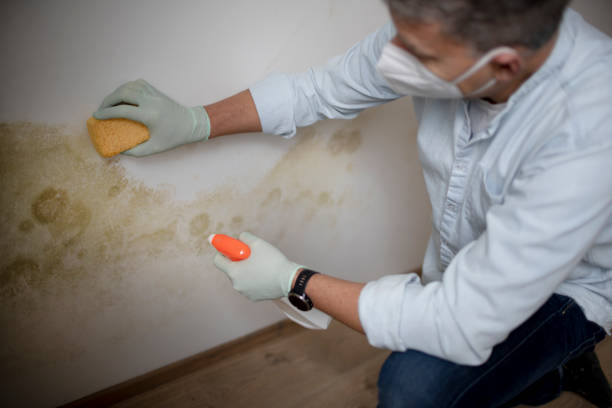 Best Basement Mold Remediation in Hillsboro, MO