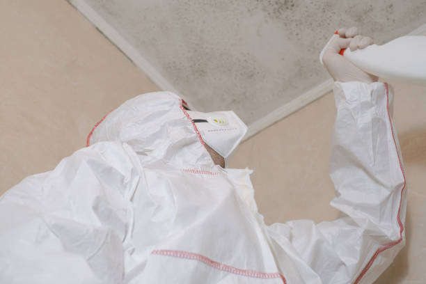 Best HVAC Mold Remediation in Hillsboro, MO