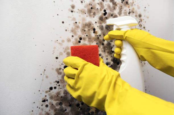 Best Bathroom Mold Remediation in Hillsboro, MO