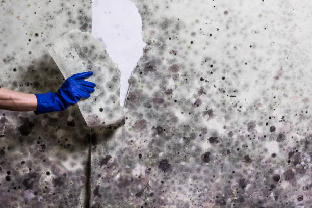 Hillsboro, MO Mold Remediation Company