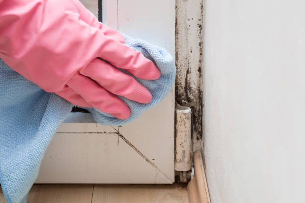Best Crawl Space Mold Remediation in Hillsboro, MO