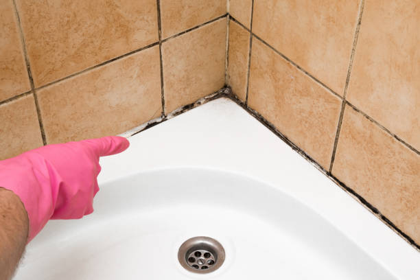 Best Attic Mold Remediation in Hillsboro, MO